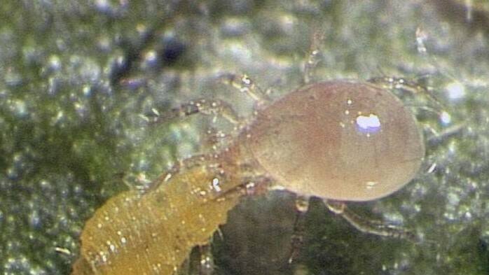 acaros-peligro-ritmo-rapido