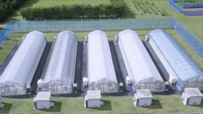 horticultura-invernaderos-tifones