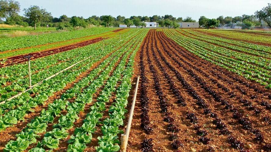 agotamiento-fosforo-nutriente-indispensable