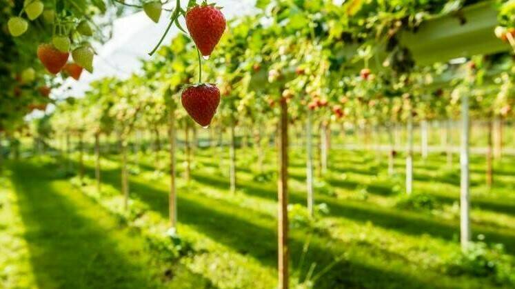 proyecto-bio4safe-horticultura-eficiente