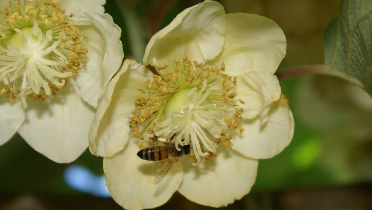 kiwifruit-pollination-digital-twin