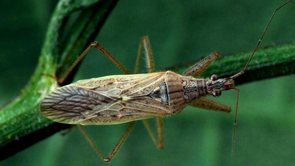 Nabis-pseudoferus-modelos-matematicos