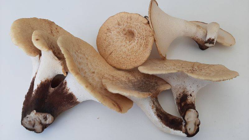 hongos-lignicolas-autoctonos