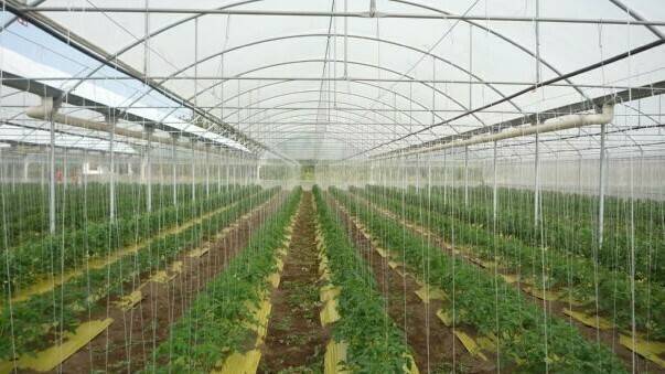 rafia-biodegradable-horticultura-sustentable