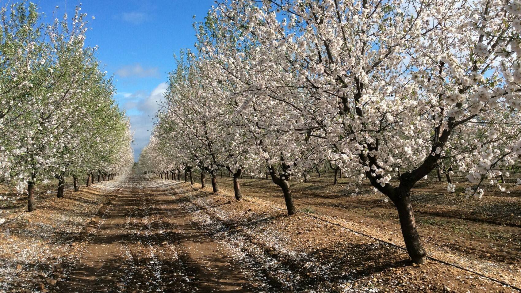 riego-precision-temperatura-arboles