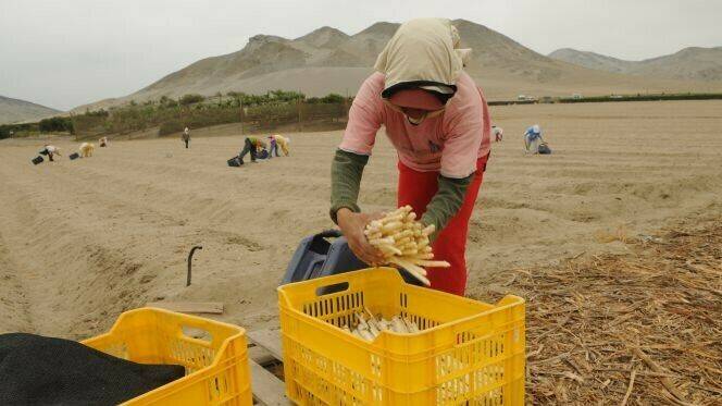 esparrago-blanco-espana-campo-supermercados