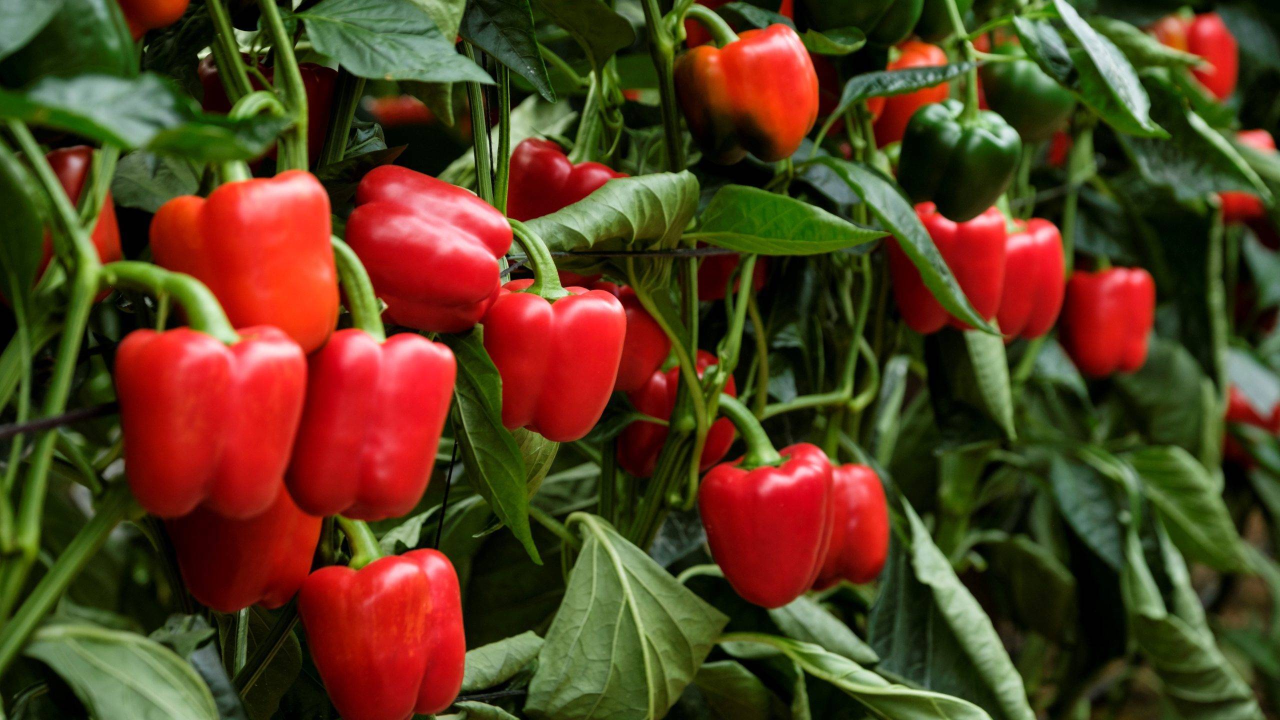 sakata-sibac-pimiento-almeria