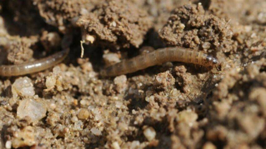 worm-robots-swimming-soil