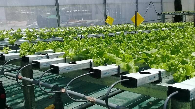 inta-argentina-simposio-cultivos-hidroponia