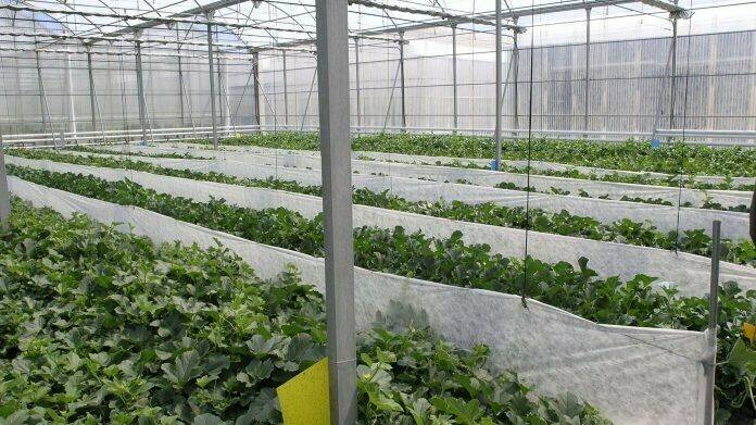 ual-invernadero-control-climatico