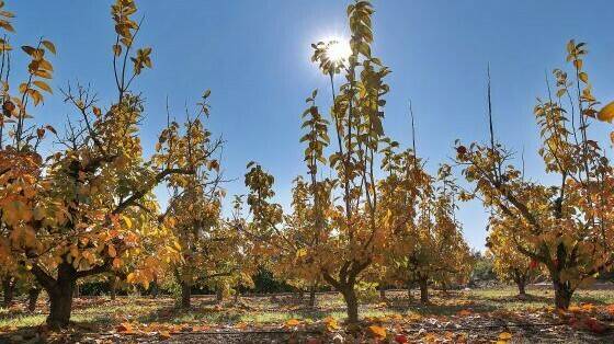 ivia-dikacoval-caqui-comunidad-valenciana