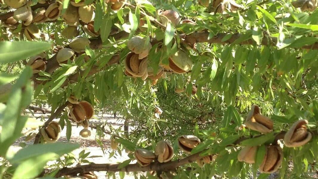 irta-almendro-mejora-genetica-variedades