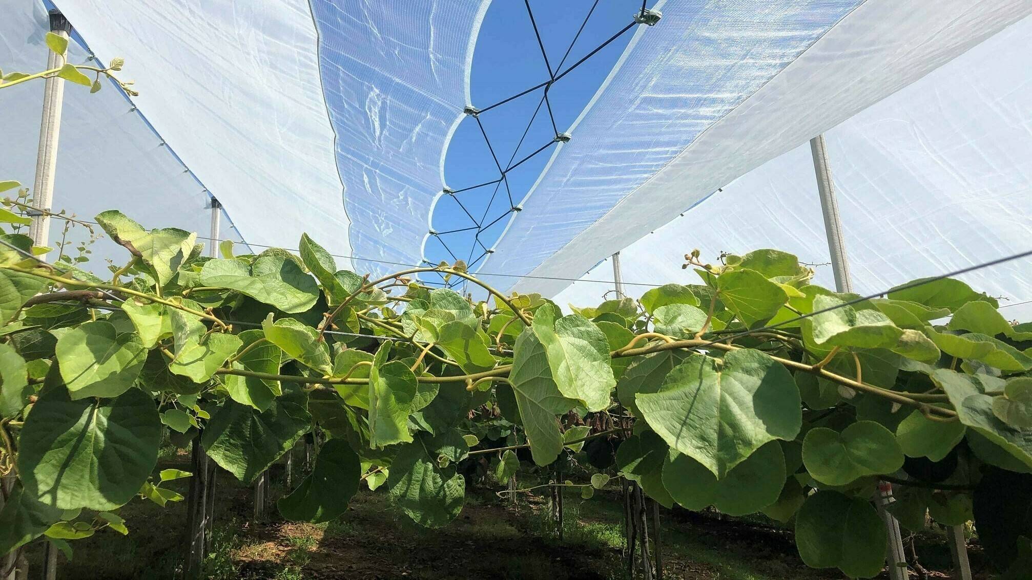 arrigoni-cerezo-protecta-system