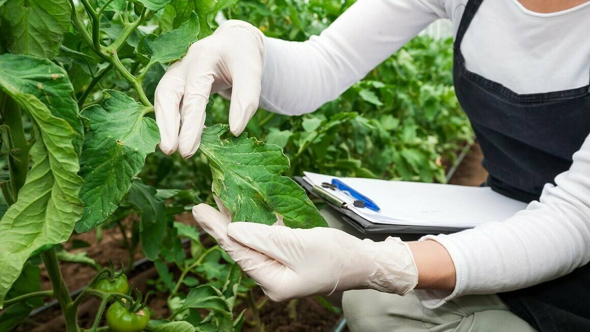 virus-plantas-horticultura