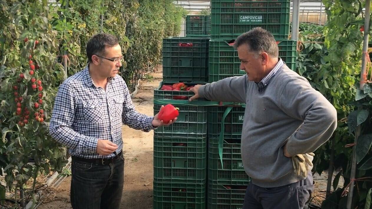 ecoculture-blush-cultivos