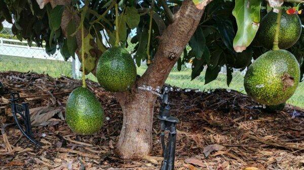 riego-aguacate-ritec