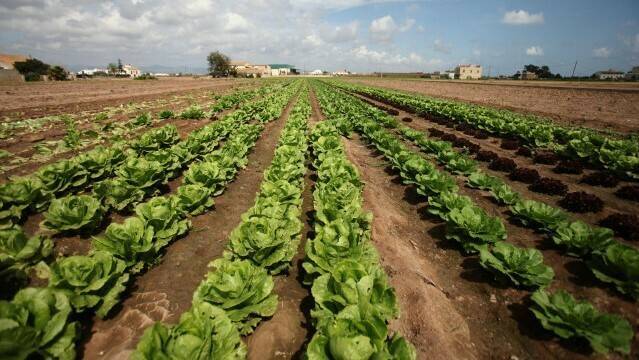 lechugas-evolucion-genetica