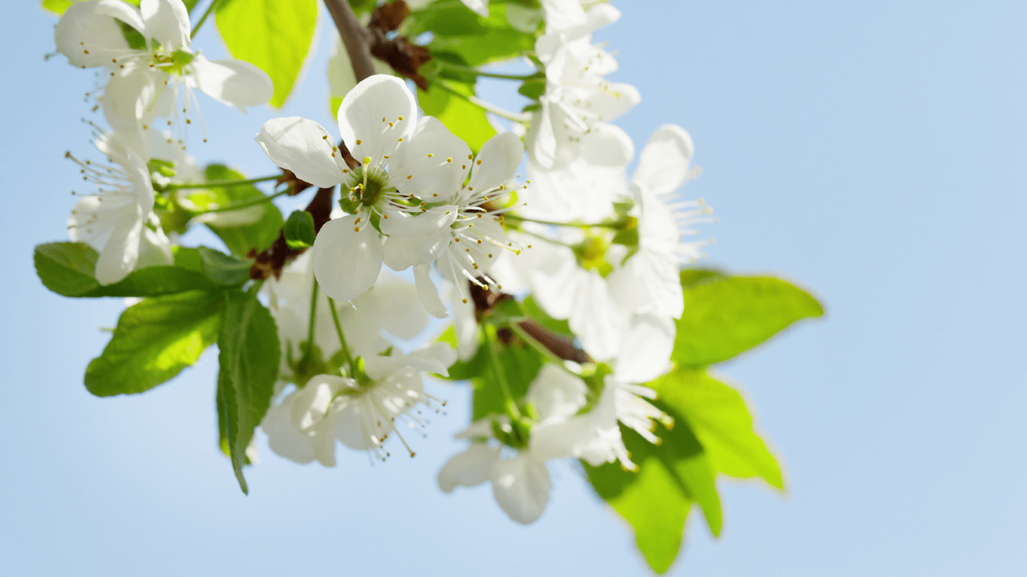 agriges-promofruit-bz-frutas