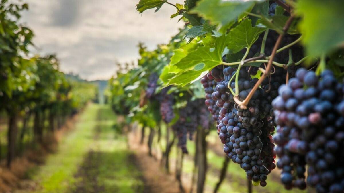 proyecto-visca-viñedo