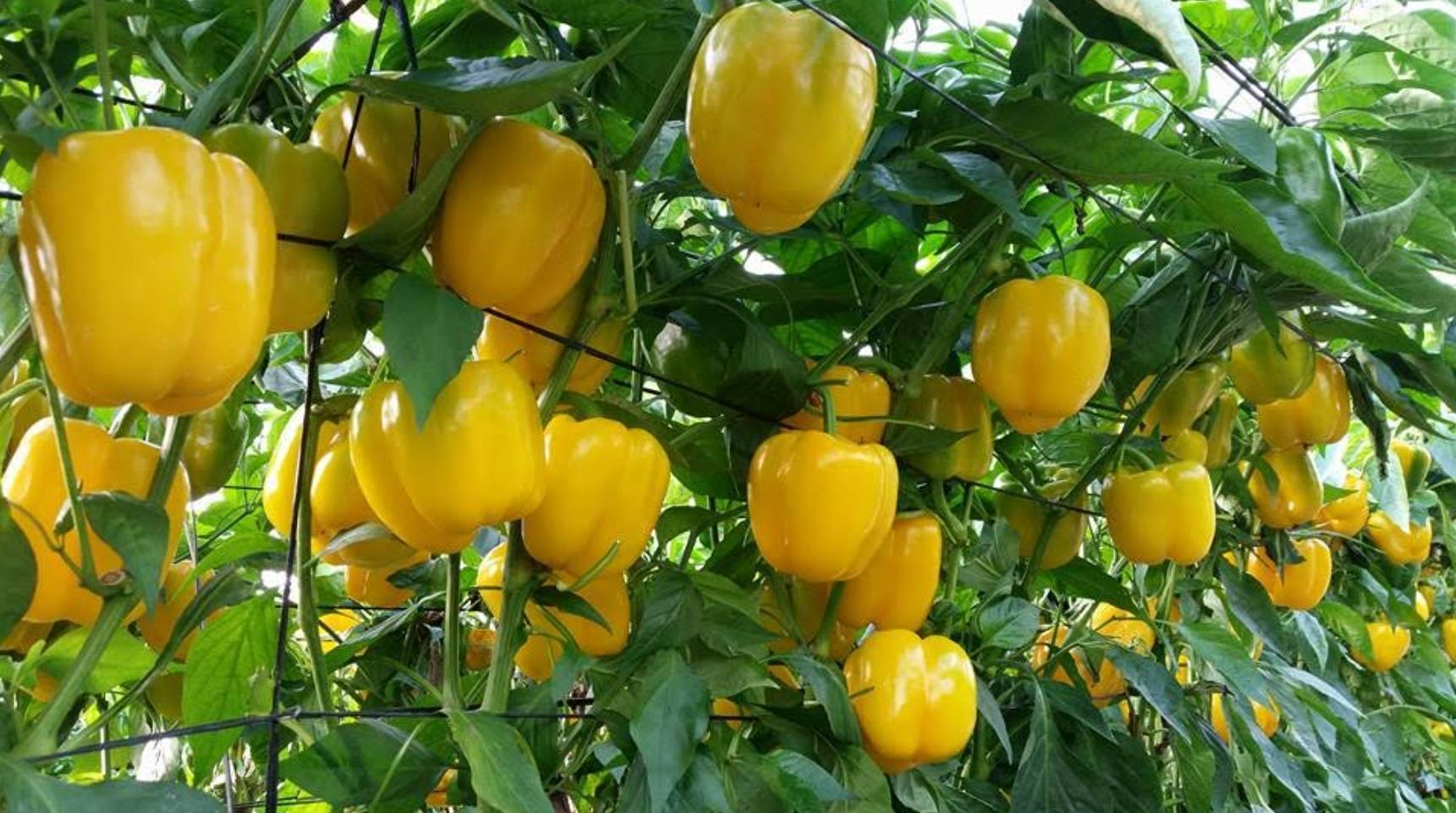 ecoculture-Pimiento-xstress