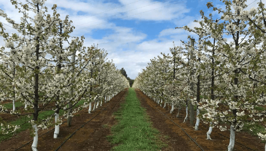 frutales-riego-deficitario