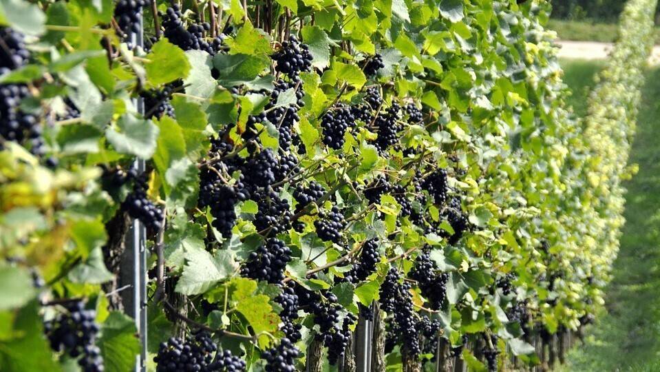 grapes-957324_960_720