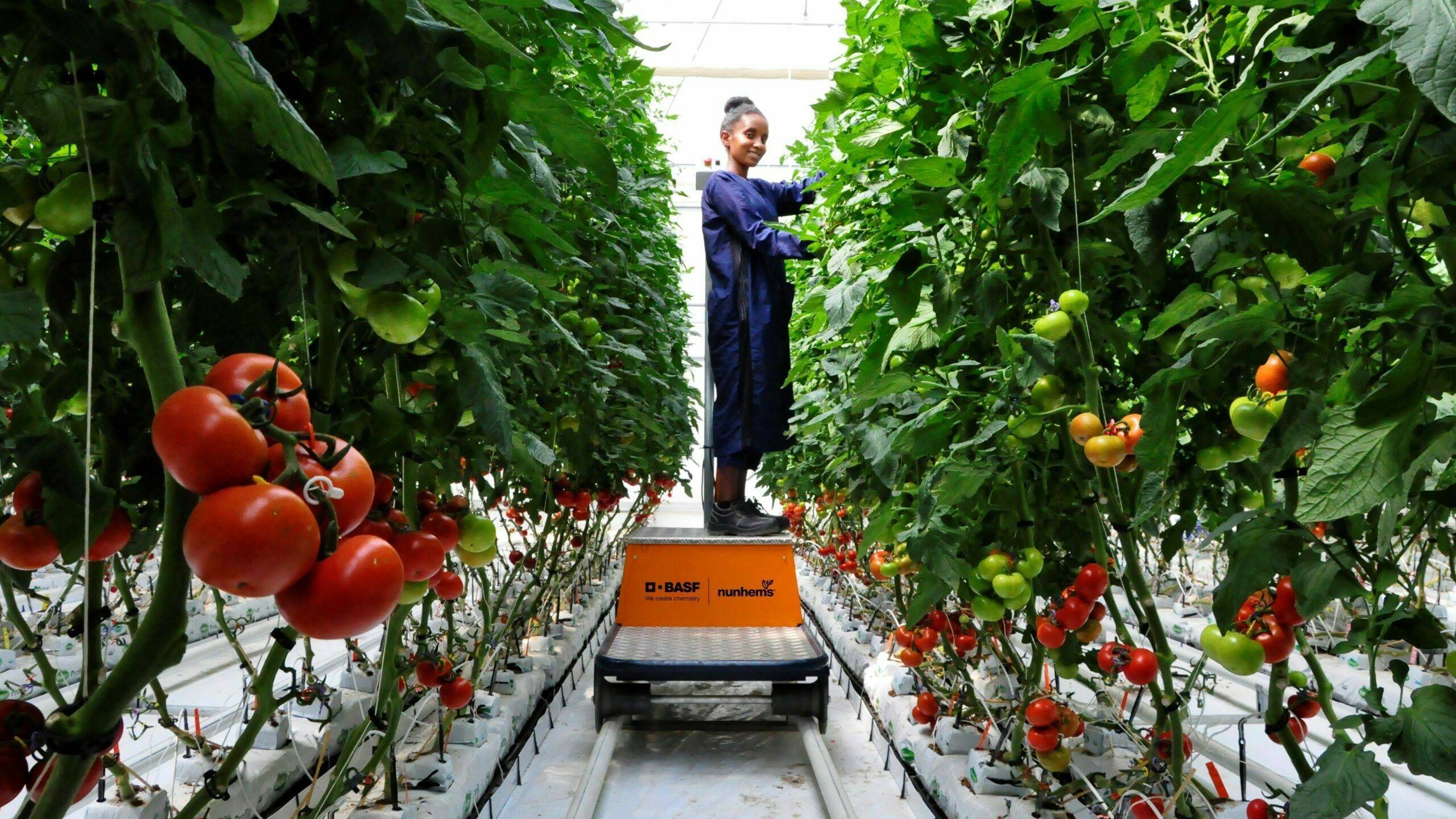 basf-etiopia-horticolas