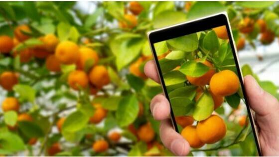 transformacion-digital-agricola