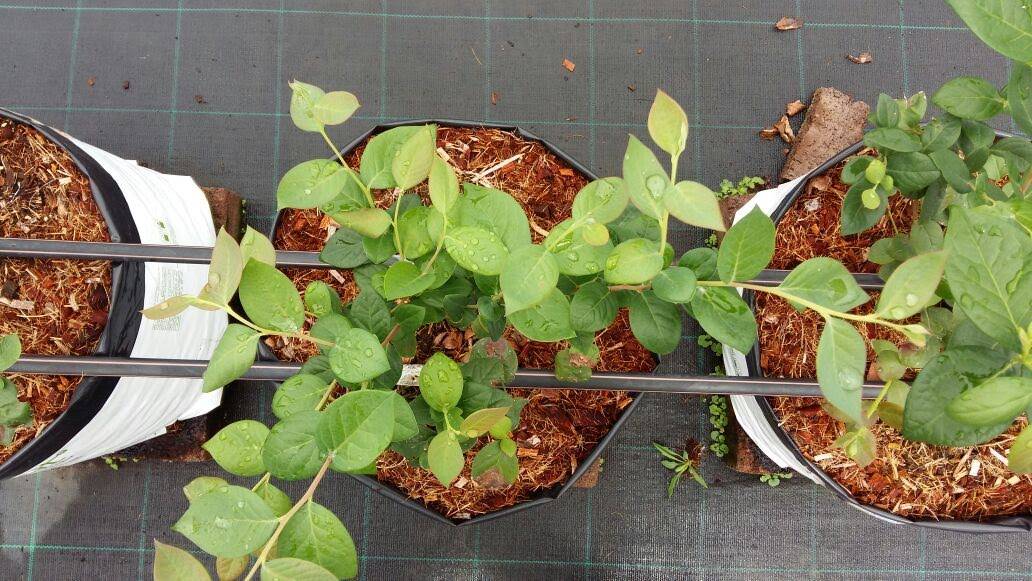 projar-cultivo-hidropónico