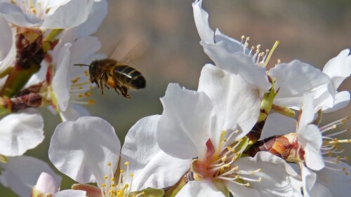 abeja-polinizacion-biopesticidas-xylella.jpg