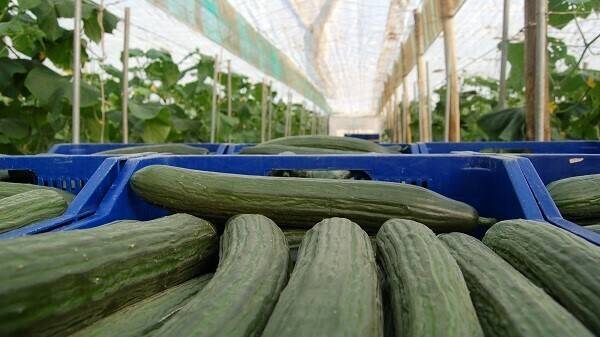 cutesolar-fruit-attraction