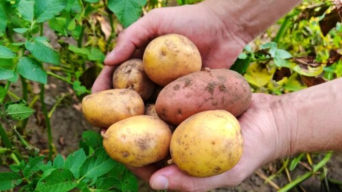 Patatas.jpg