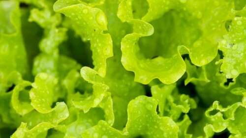 sla-krulsla-shutterstock-54183049-3500x2325.jpg