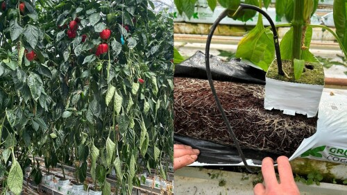 caso-pimiento-potencial-sustrato-coco-horticultura-intensiva.jpg