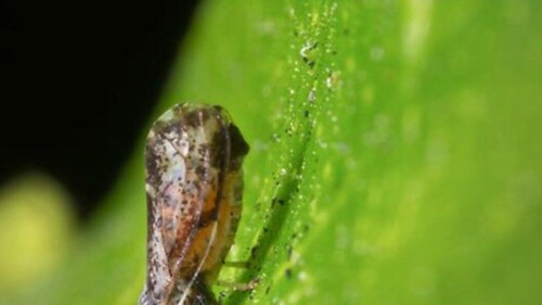 97e6d330-5e54-4749-a882-0f3cf4bac187_16-9-discover-aspect-ratio_default_0_x528y279.jpg