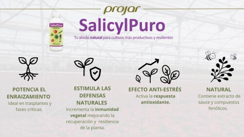salicylpuro-infografia-.jpg