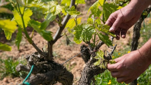 Agromillora_Jornada-Viticultura-003.jpeg