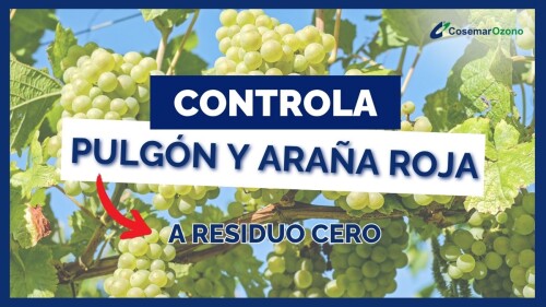 CosemarOzono.jpg