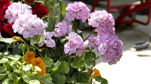 Pelargonium.jpg