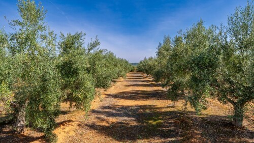 campo-olivos-monitorizacion-estado-hidrico-microtensiometros.jpg
