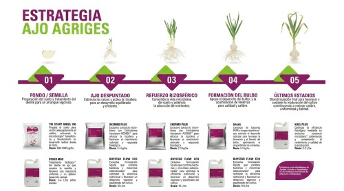 estrategia-ajo-agriges.jpg