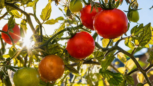 Tomate-Cultivo.png