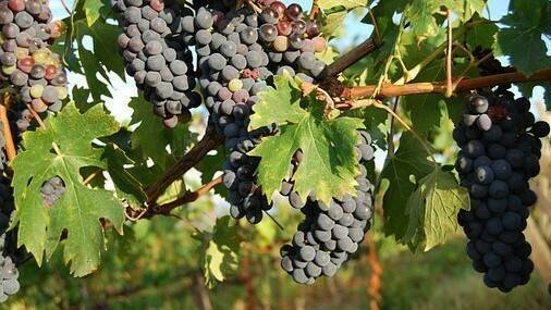 fertilizantes-horticultura