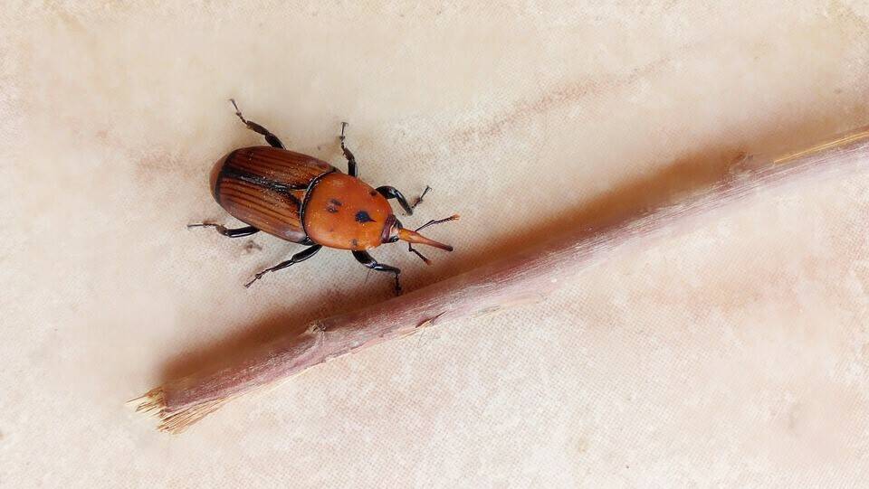red-palm-weevil-2621388_960_720
