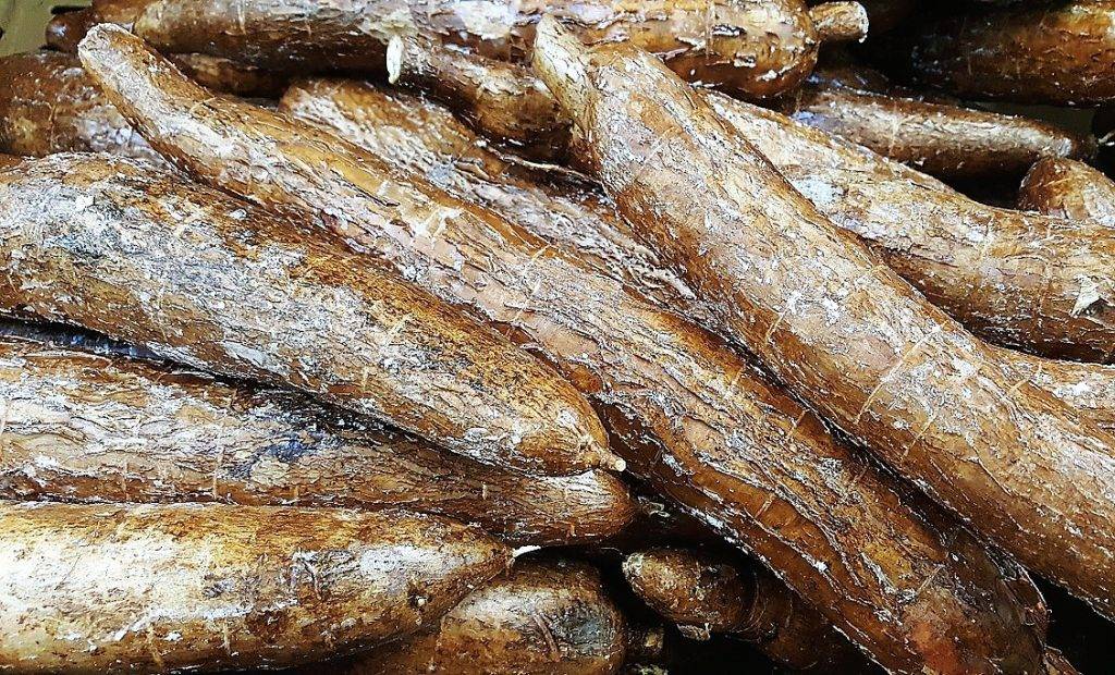 yuca-mandioca