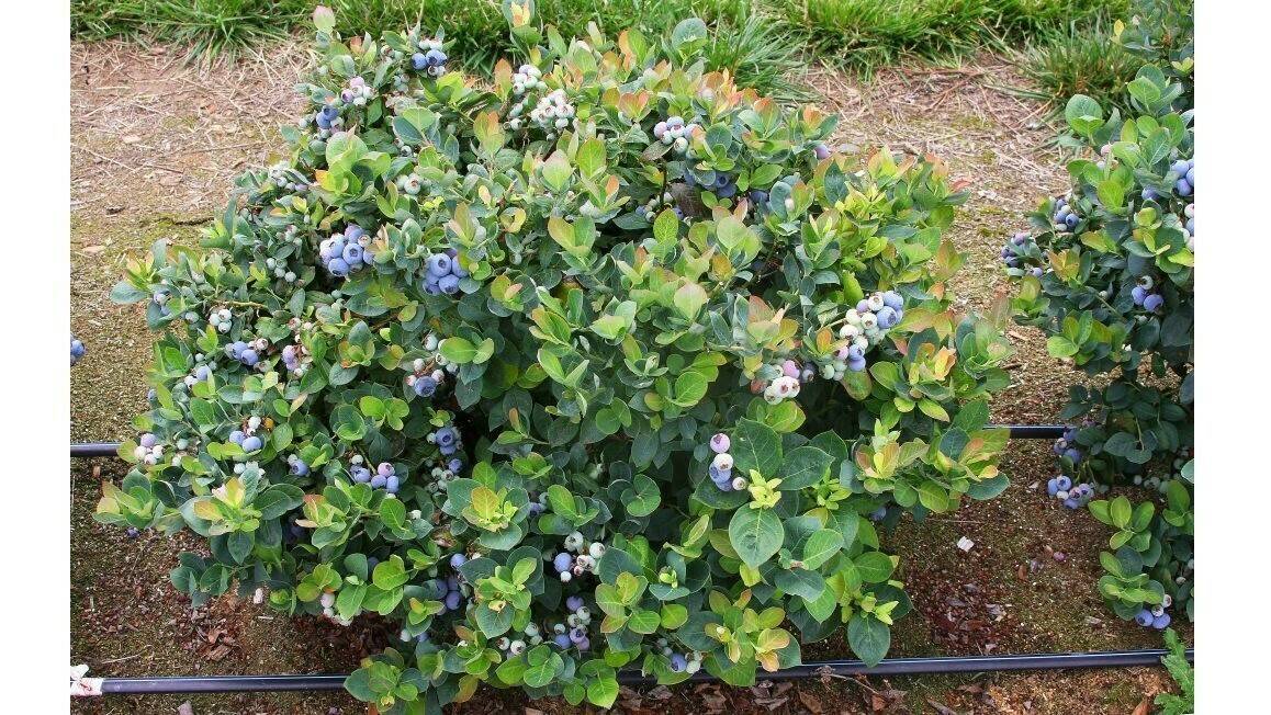 manejo-riego-arandanos