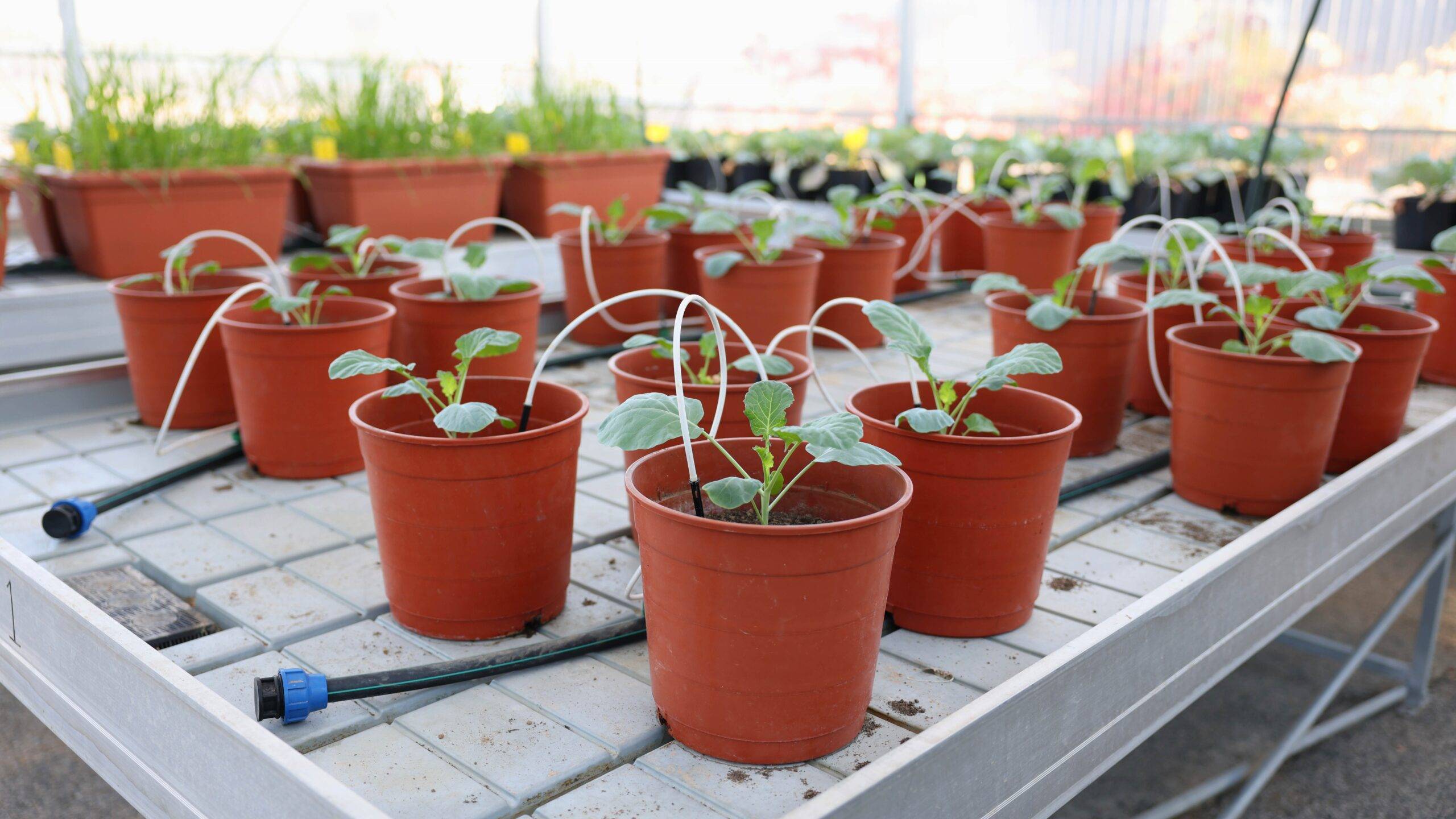 conservación-suelo-agrícola