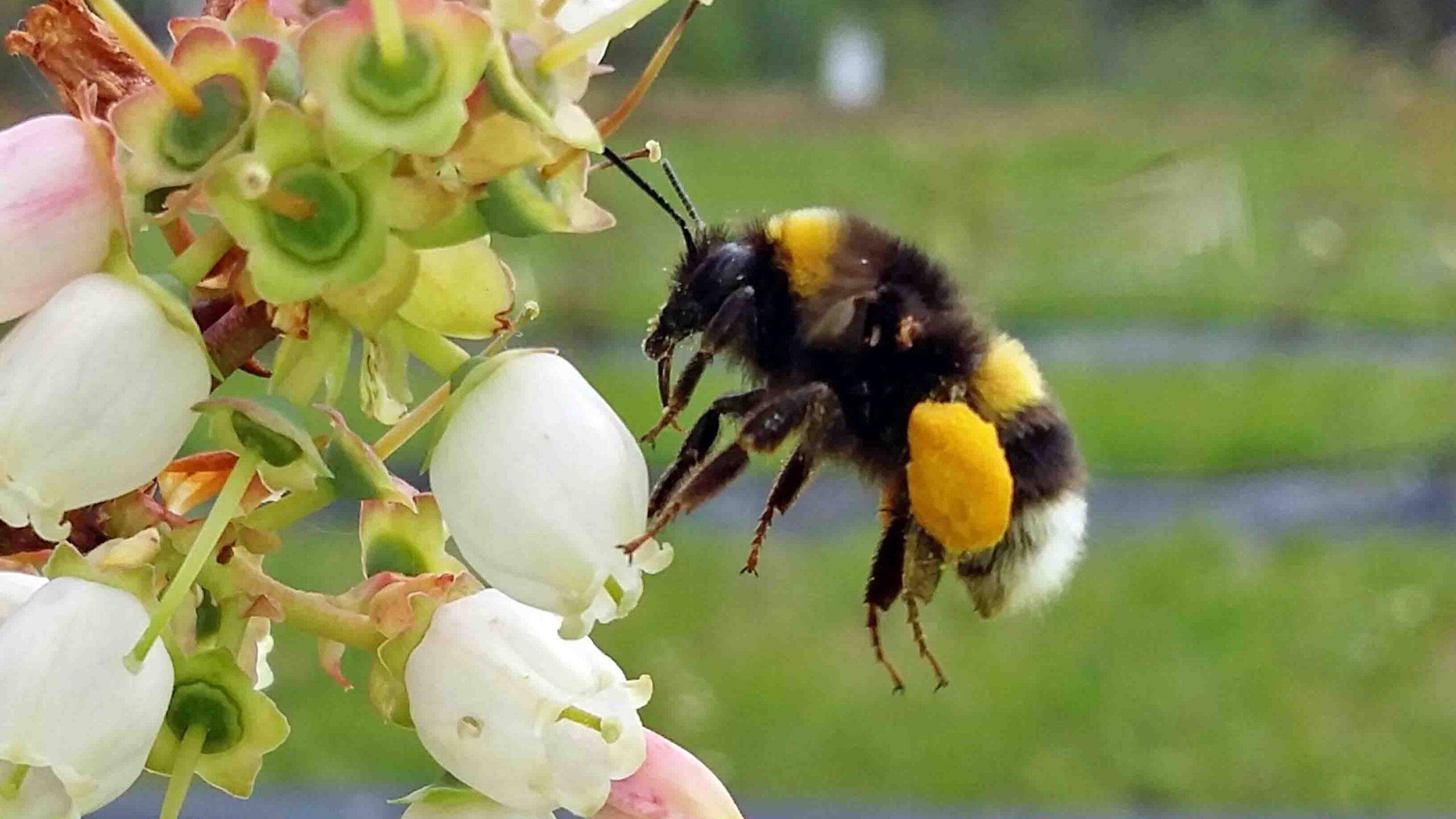 abejas-polinizacion-cultivo-arandano