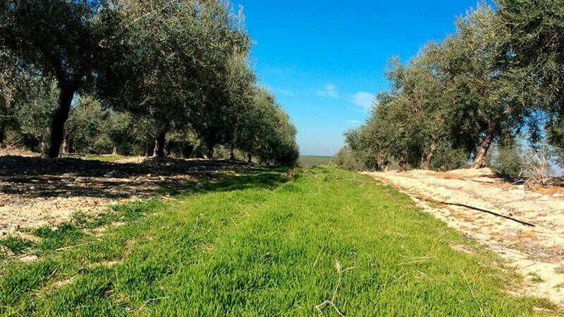 cubiertas-vegetales-Enrique-Martín