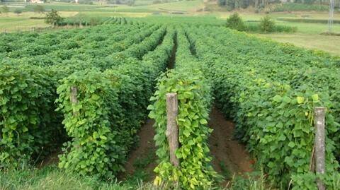 faba-ceresco-serida-PLAGo